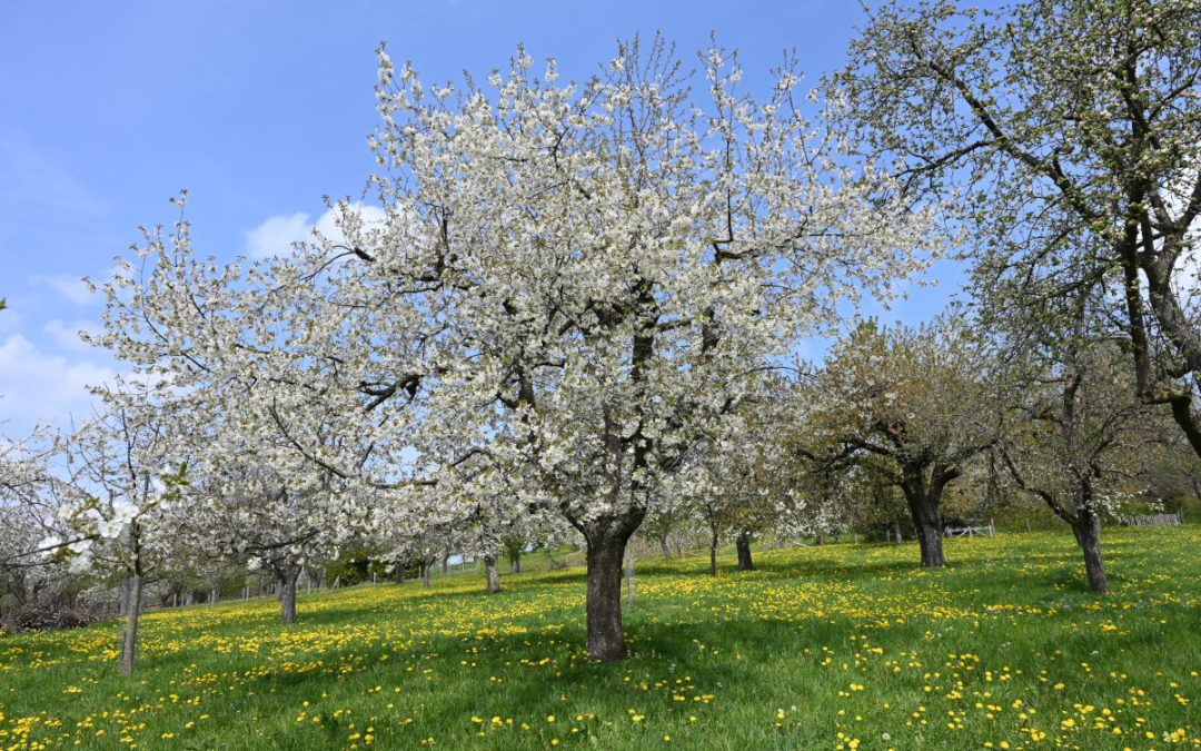 Obstblüte in Beuren