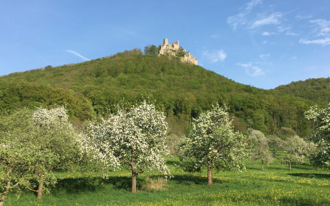 Schwäbisches Hanami Neidlingen